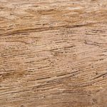 Светлый дуб